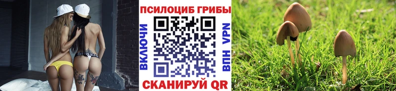 купить  цена  Староминская  Псилоцибиновые грибы прущие грибы 